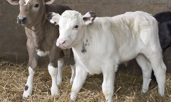 Two calves stood on straw indoors.